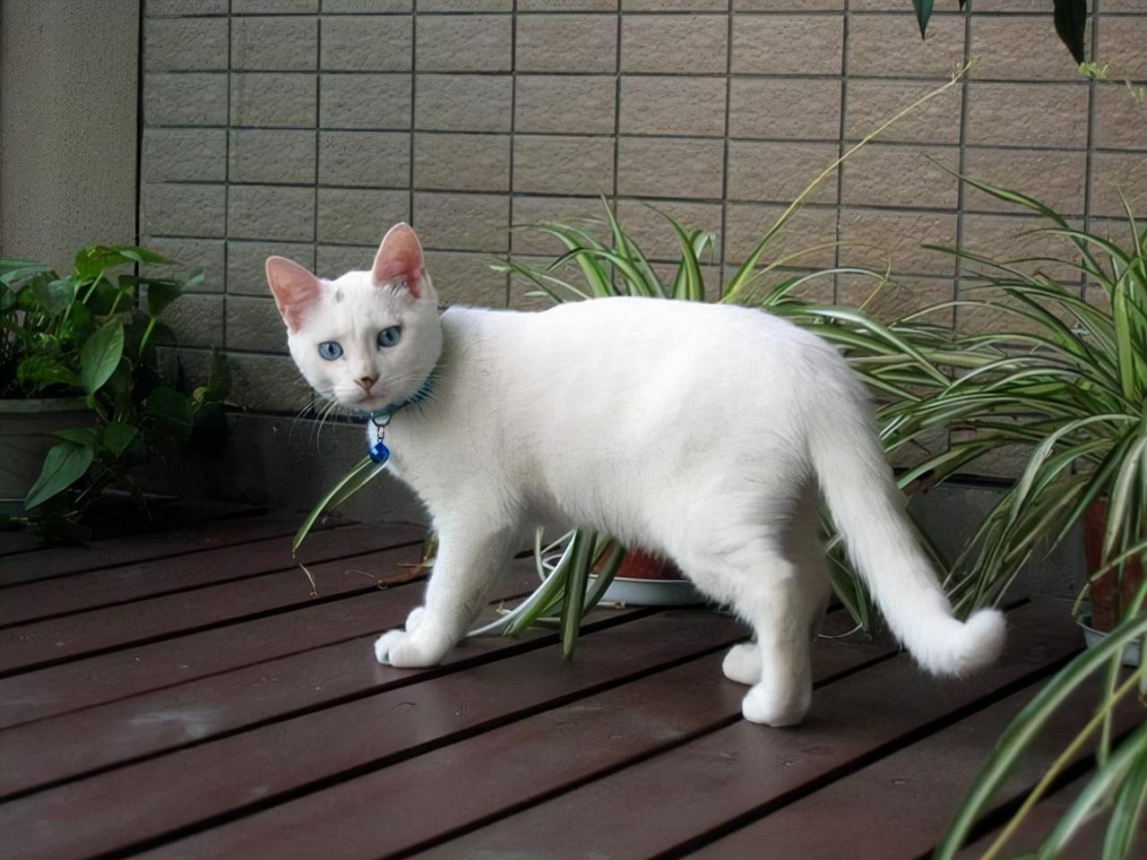 吸血鬼的后裔（上）